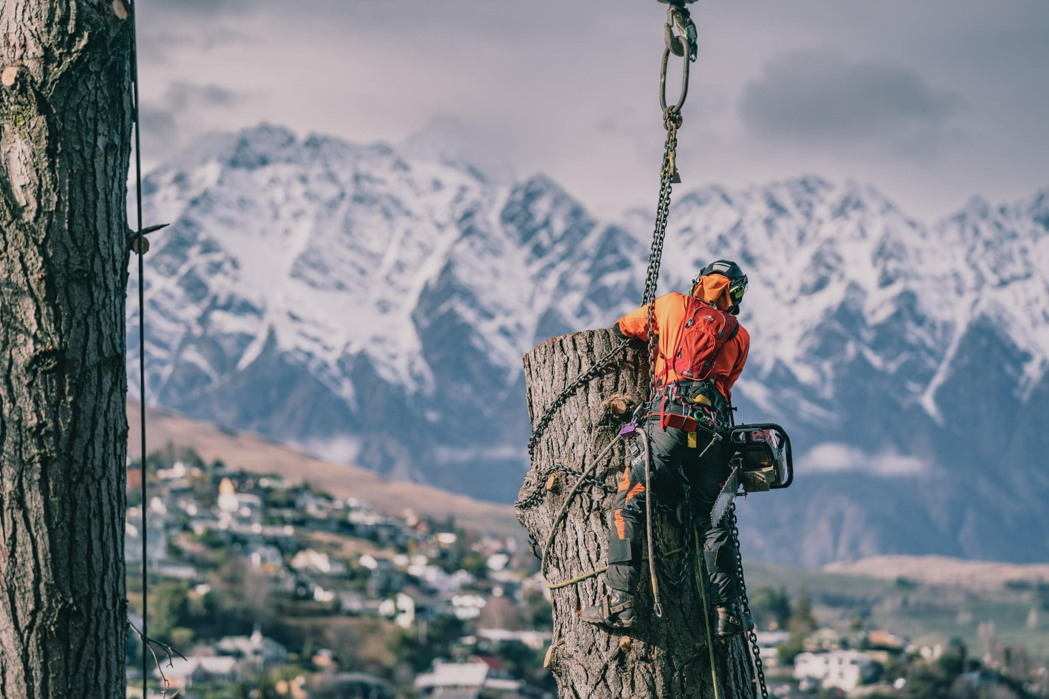 Tree removal service in progress