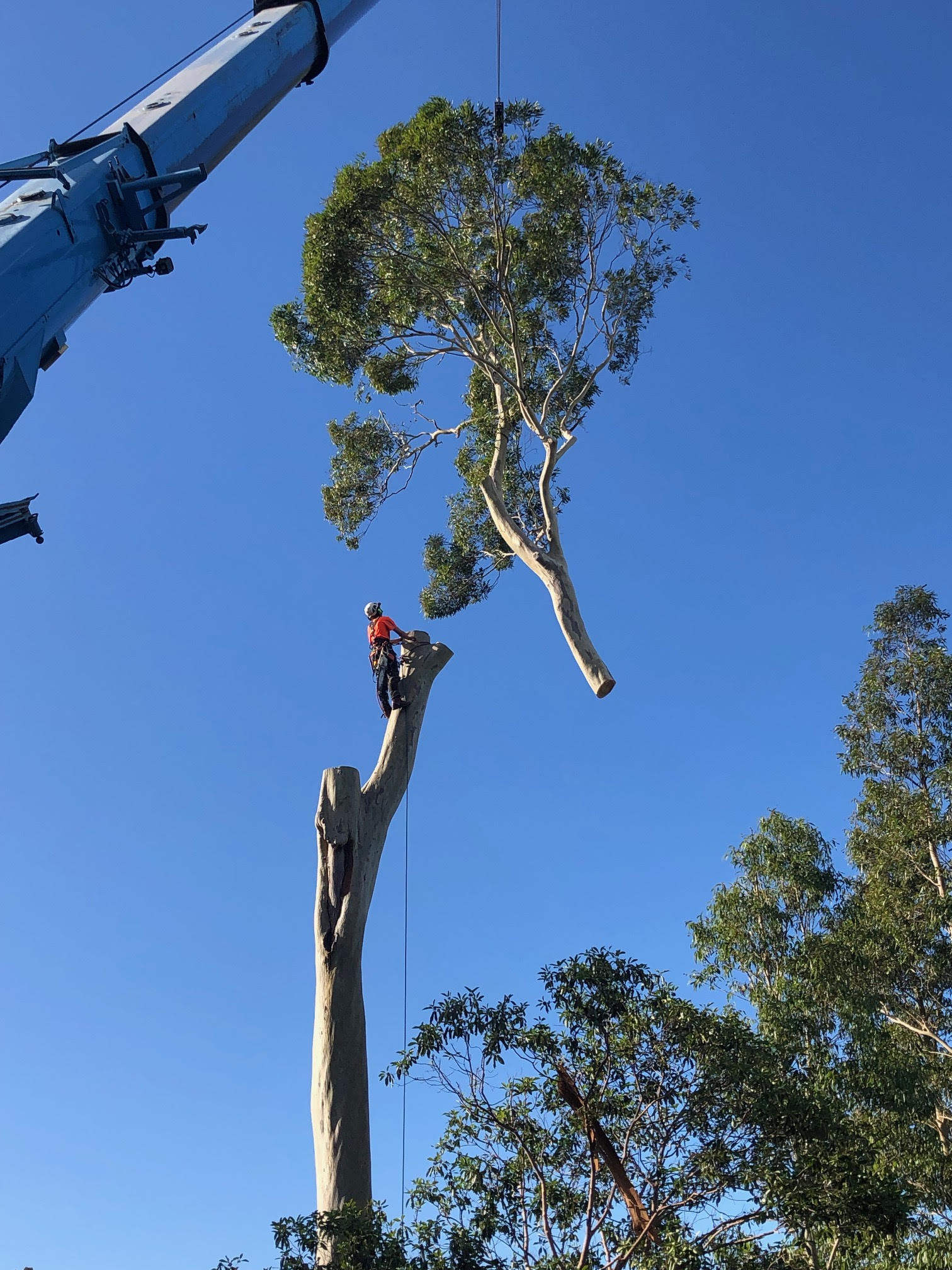 Tree service professionals