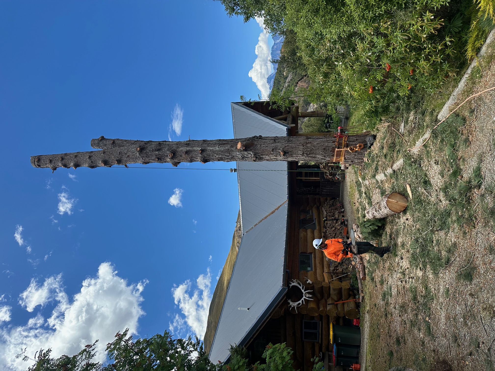 Precision hedge trimming